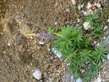 Hagelupin (Lupinus polyphyllus)