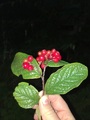 Bulkemispel (Cotoneaster bullatus)