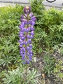 Hagelupin (Lupinus polyphyllus)