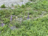 Hagelupin (Lupinus polyphyllus)