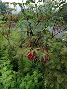 Rødhyll (Sambucus racemosa)