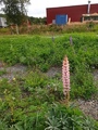 Hagelupin (Lupinus polyphyllus)