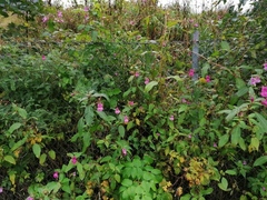 Kjempespringfrø (Impatiens glandulifera)