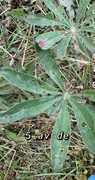 Hagelupin (Lupinus polyphyllus)