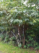 Rødhyll (Sambucus racemosa)