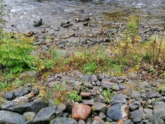 Kjempespringfrø (Impatiens glandulifera)