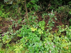 Kjempespringfrø (Impatiens glandulifera)