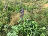 Hagelupin (Lupinus polyphyllus)