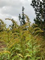 Kanadagullris (Solidago canadensis)