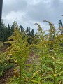 Kanadagullris (Solidago canadensis)