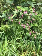 Kjempespringfrø (Impatiens glandulifera)