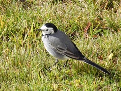 White Wagtail (Motacilla alba)