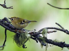 Fuglekonge (Regulus regulus)