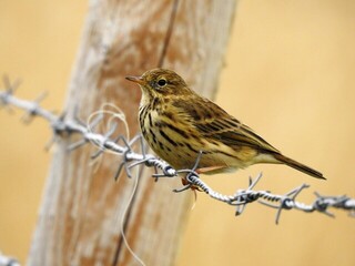 Heipiplerke (Anthus pratensis)