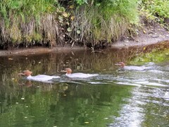 Goosander (Mergus merganser)