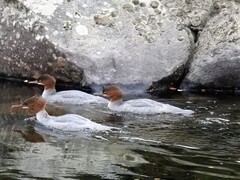 Goosander (Mergus merganser)