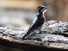 Three-toed Woodpecker (Picoides tridactylus)
