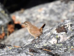 Winter Wren (Troglodytes troglodytes)