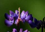 Hagelupin (Lupinus polyphyllus)