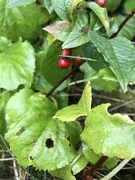 Bulkemispel (Cotoneaster bullatus)