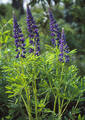 Hagelupin (Lupinus polyphyllus)