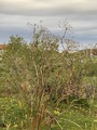 Tromsøpalme (Heracleum persicum)