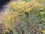 Kanadagullris (Solidago canadensis)