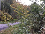 Kanadagullris (Solidago canadensis)