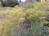 Kanadagullris (Solidago canadensis)