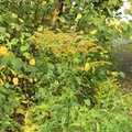 Kanadagullris (Solidago canadensis)