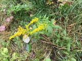 Kanadagullris (Solidago canadensis)