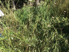 Hvitsteinkløver (Melilotus albus)