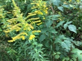 Kanadagullris (Solidago canadensis)