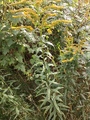 Kanadagullris (Solidago canadensis)