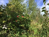 Rynkerose (Rosa rugosa)