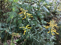 Kanadagullris (Solidago canadensis)