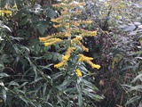 Kanadagullris (Solidago canadensis)