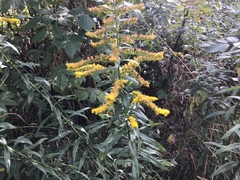 Kanadagullris (Solidago canadensis)