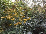 Kanadagullris (Solidago canadensis)