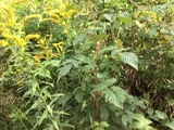 Kanadagullris (Solidago canadensis)