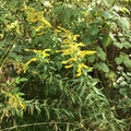 Kanadagullris (Solidago canadensis)