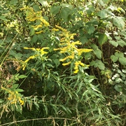 Kanadagullris (Solidago canadensis)