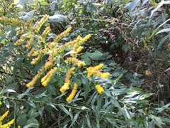 Kanadagullris (Solidago canadensis)