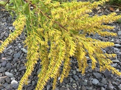 Kanadagullris (Solidago canadensis)