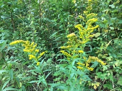 Kanadagullris (Solidago canadensis)