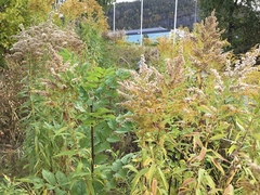 Kanadagullris (Solidago canadensis)