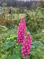 Hagelupin (Lupinus polyphyllus)