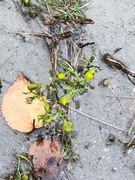 Tunbalderbrå (Matricaria matricarioides)
