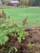 Rognspirea (Sorbaria sorbifolia)