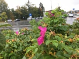 Rynkerose (Rosa rugosa)